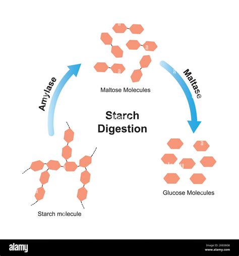 how are lipids similar to starch